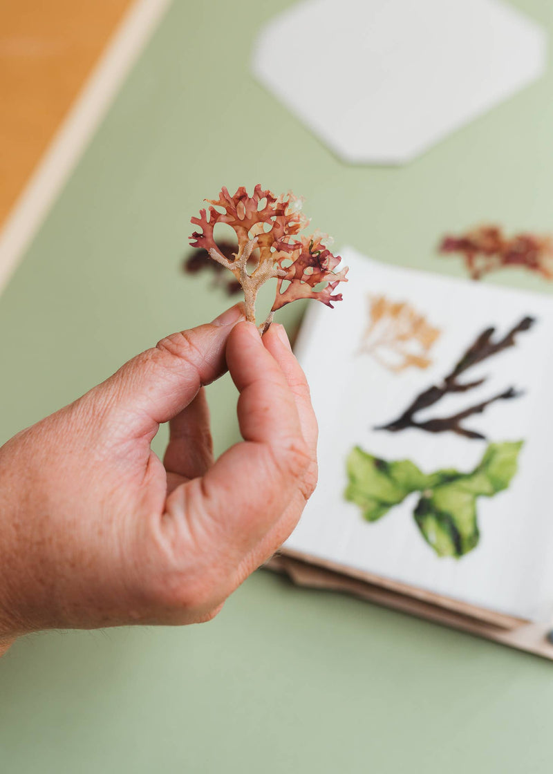 Seaweed Press Kit by Studio Wald