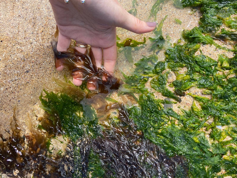 Seaweed Press Kit by Studio Wald