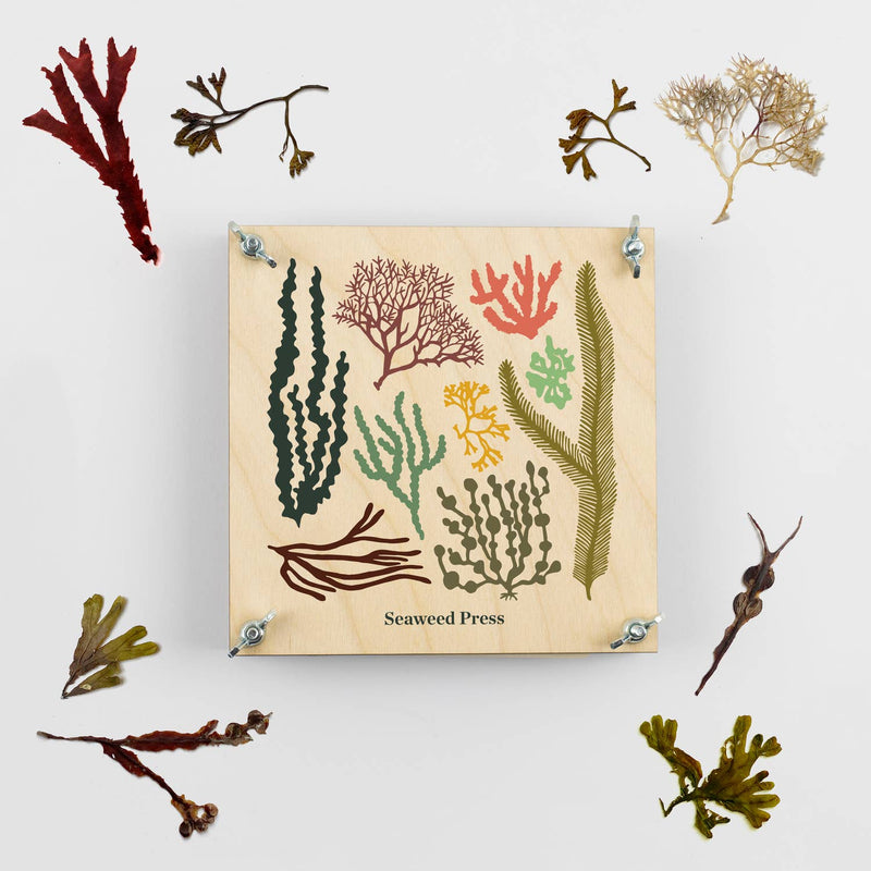 Seaweed Press Kit by Studio Wald